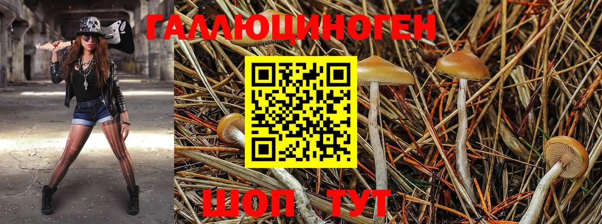 Галлюциногенные грибы Psilocybe Луховицы
